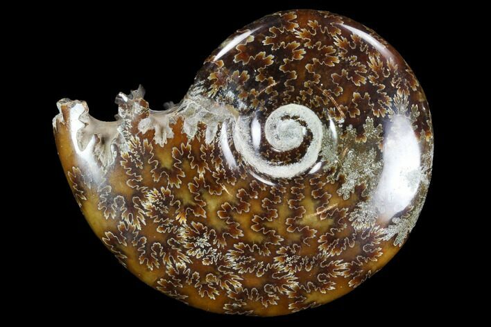 Polished, Agatized Ammonite (Cleoniceras) - Madagascar #97283